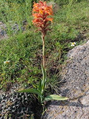 Dichromanthus cinnabarinus
