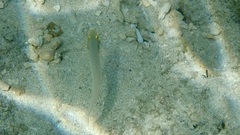 Valenciennea strigata