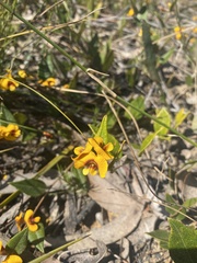 Bossiaea prostrata