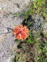 Dichromanthus cinnabarinus