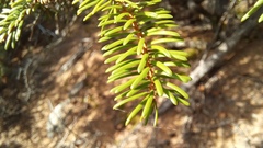 Picea jezoensis