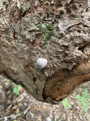 Lycogala flavofuscum