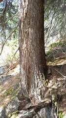 Picea jezoensis