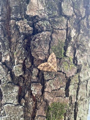 Austrocidaria similata