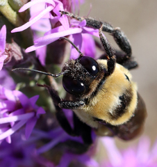 Bombus fraternus