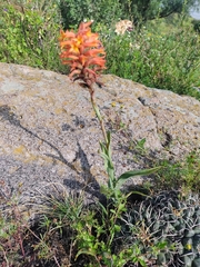 Dichromanthus cinnabarinus