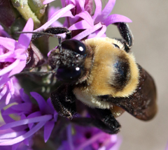 Bombus fraternus