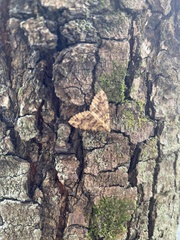 Austrocidaria similata