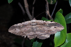 Anisoneura