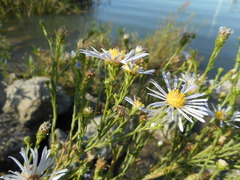 Symphyotrichum lentum