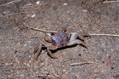 Sesarmidae