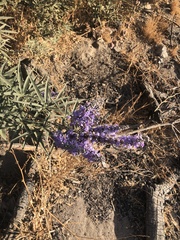 Vitex agnus-castus