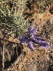 Vitex agnus-castus