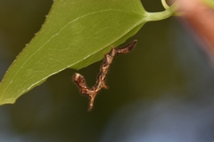 Phyprosopus callitrichoides