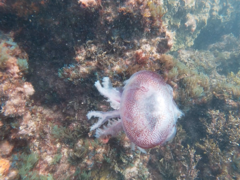 Pseudorhiza haeckeli