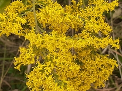 Solidago pinetorum
