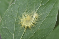 Acronicta rubricoma