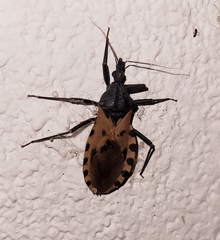 Triatoma