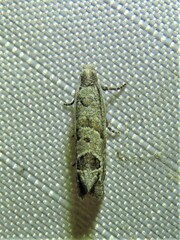 Pelochrista consobrinana