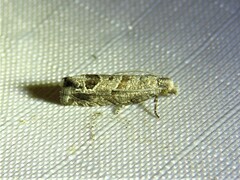 Pelochrista consobrinana