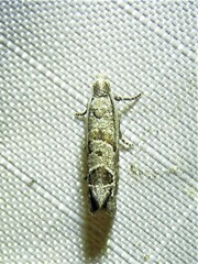 Pelochrista consobrinana