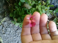 Oxalis