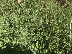 Salpichroa origanifolia