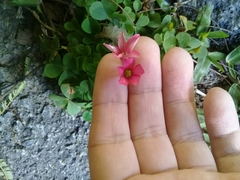 Oxalis