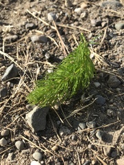 Ceratophyllum