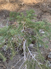 Abies concolor