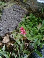Oxalis