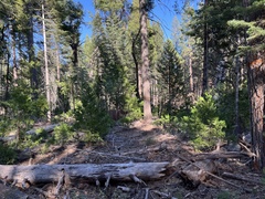 Calocedrus decurrens