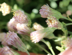 Brickellia eupatorioides
