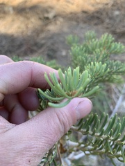 Abies concolor