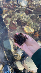 Chondrus crispus