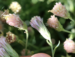 Brickellia eupatorioides