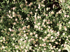Brickellia eupatorioides