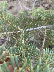 Abies concolor
