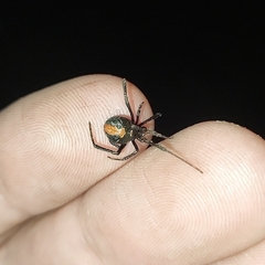 Latrodectus hasselti