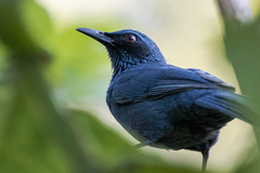 Melanotis caerulescens