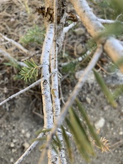 Abies concolor