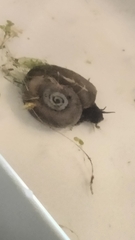 Planorbidae
