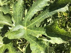 Fig mosaic emaravirus