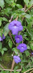 Achimenes longiflora