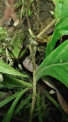 Lithobates vaillanti