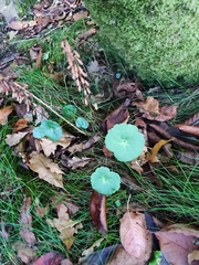 Umbilicus rupestris