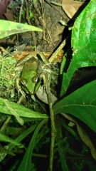 Lithobates vaillanti