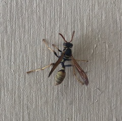 Mischocyttarus flavitarsis