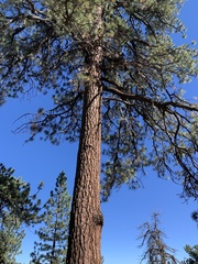 Pinus jeffreyi