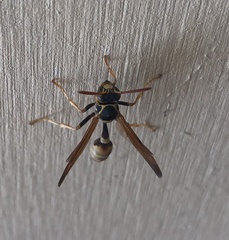 Mischocyttarus flavitarsis